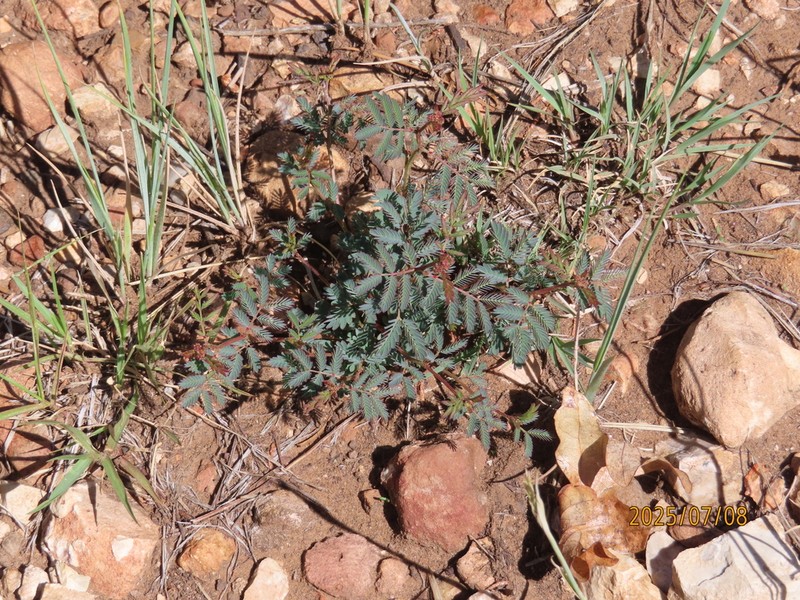 Cooley's Bundleflower photo 7