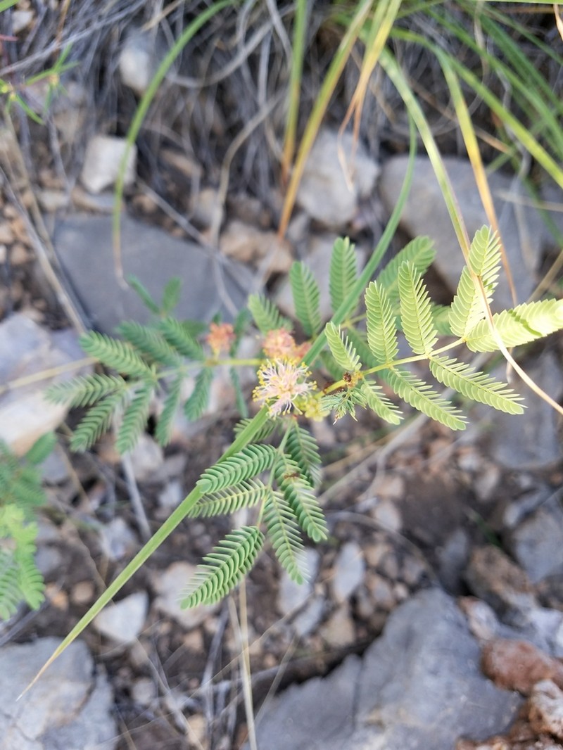 Cooley's Bundleflower photo 8