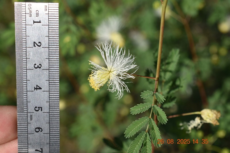 Coville's Bundleflower photo 6