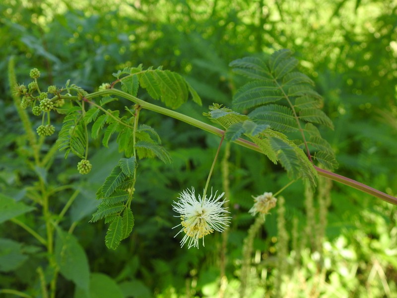 Coville's Bundleflower photo 7