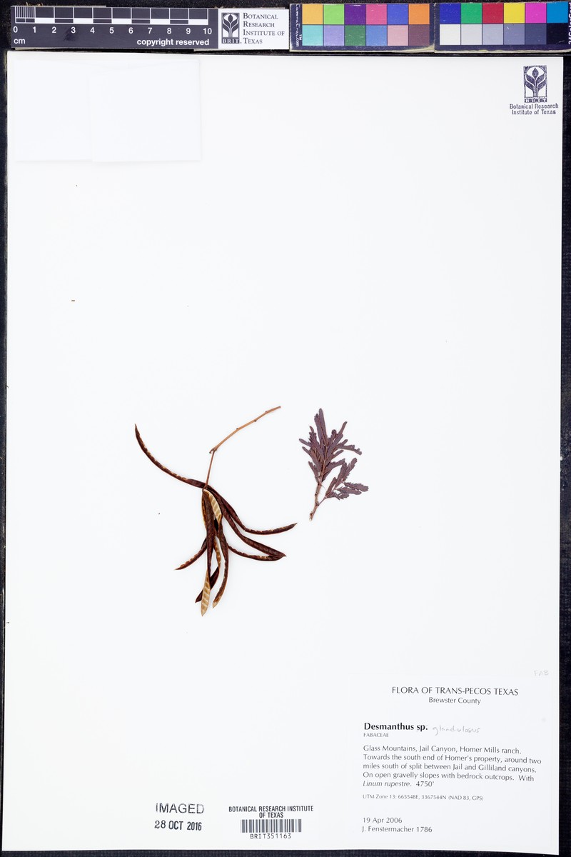Glandular Bundleflower