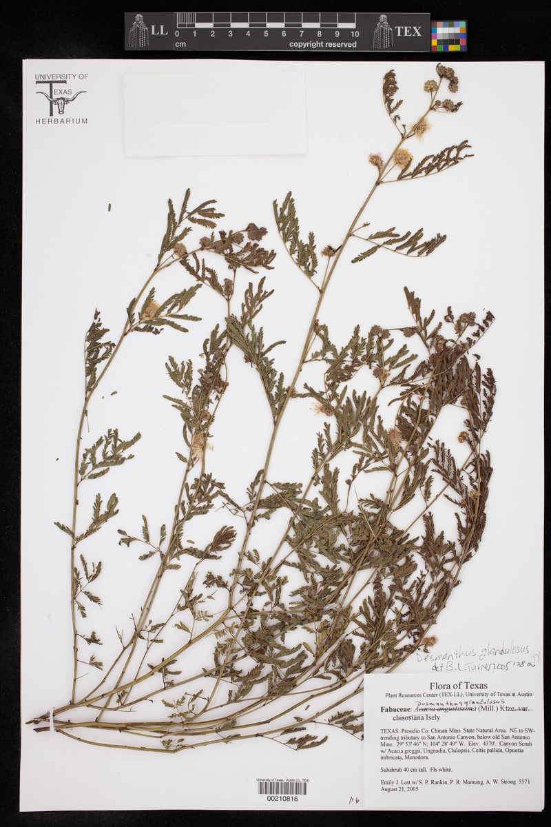 Glandular Bundleflower photo 2