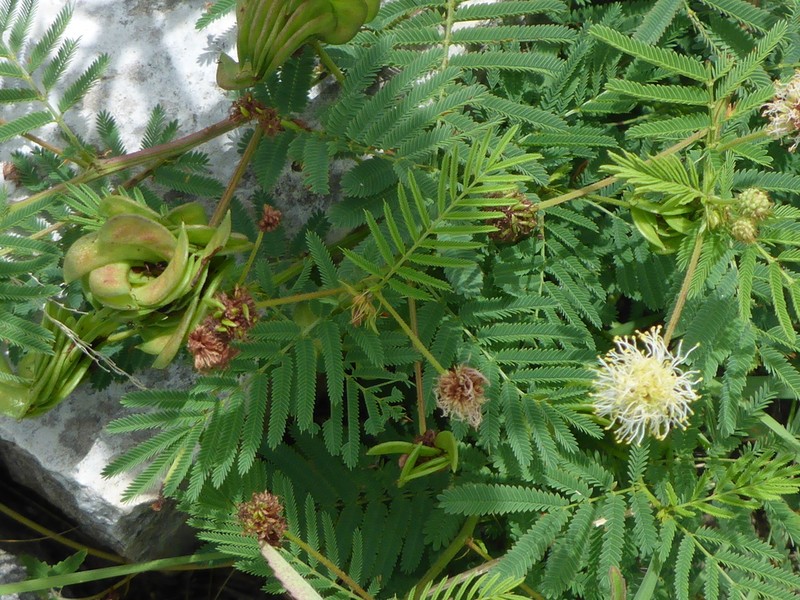 Illinois Bundleflower