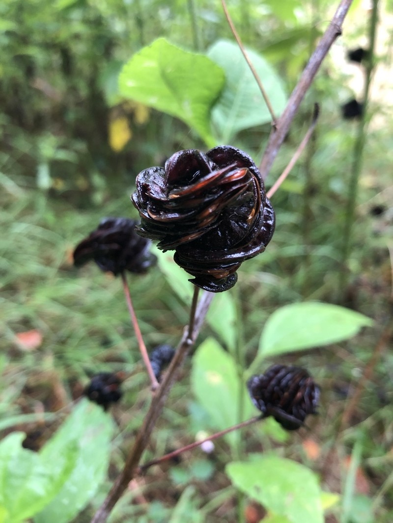 Illinois Bundleflower photo 2
