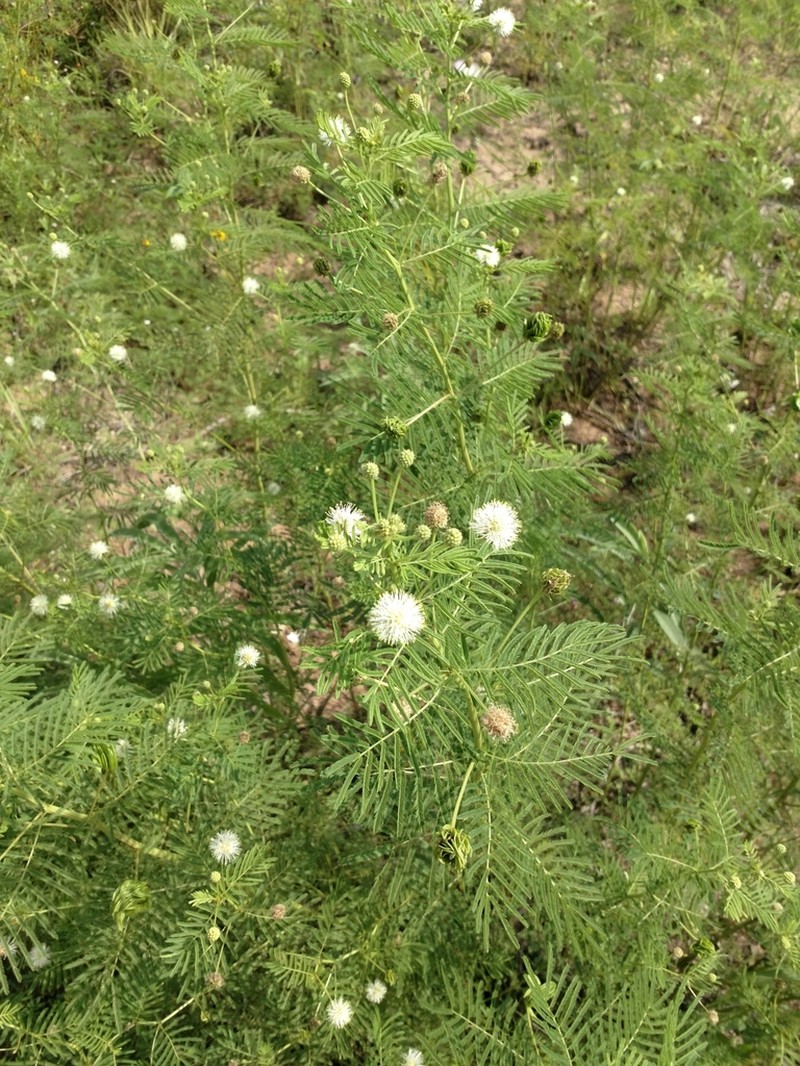 Illinois Bundleflower photo 3