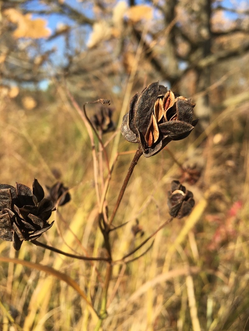 Illinois Bundleflower photo 4
