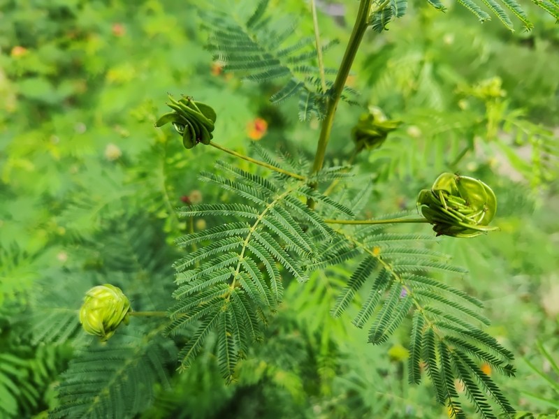 Illinois Bundleflower photo 5
