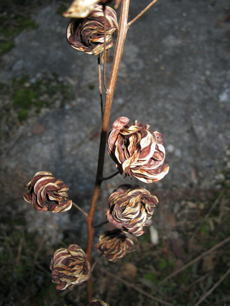Illinois Bundleflower photo 6