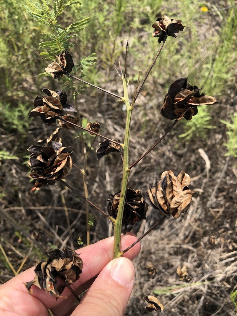 Illinois Bundleflower photo 8
