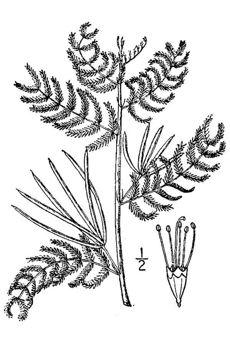 Slenderlobe Bundleflower