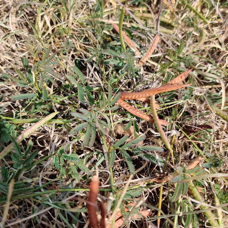 Slenderlobe Bundleflower photo 5