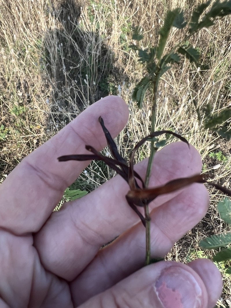 Slenderlobe Bundleflower photo 7