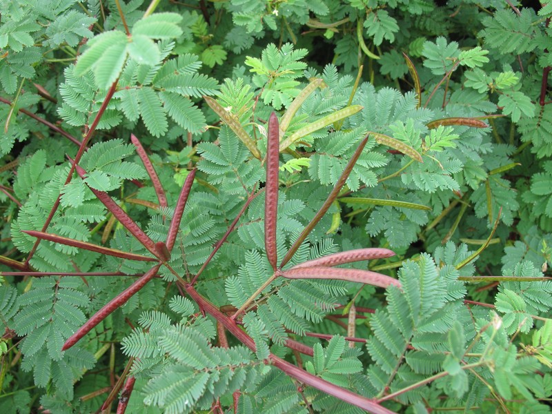 Slenderleaf Bundleflower