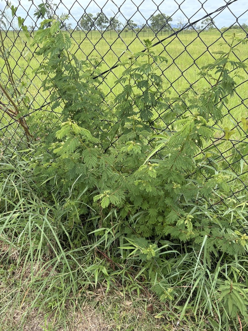 Slenderleaf Bundleflower