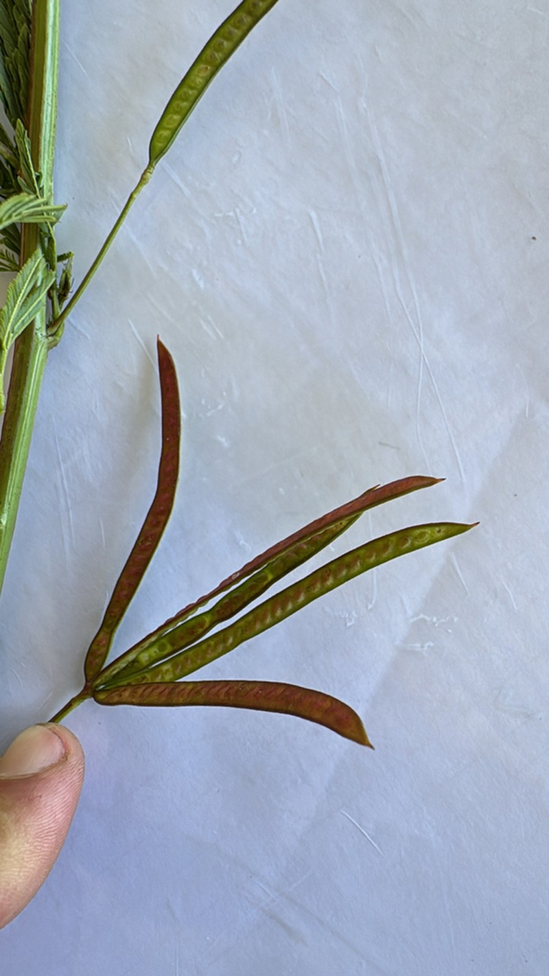 Slenderleaf Bundleflower photo 2