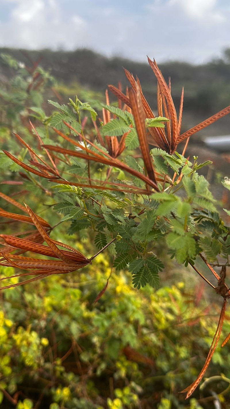Slenderleaf Bundleflower photo 4