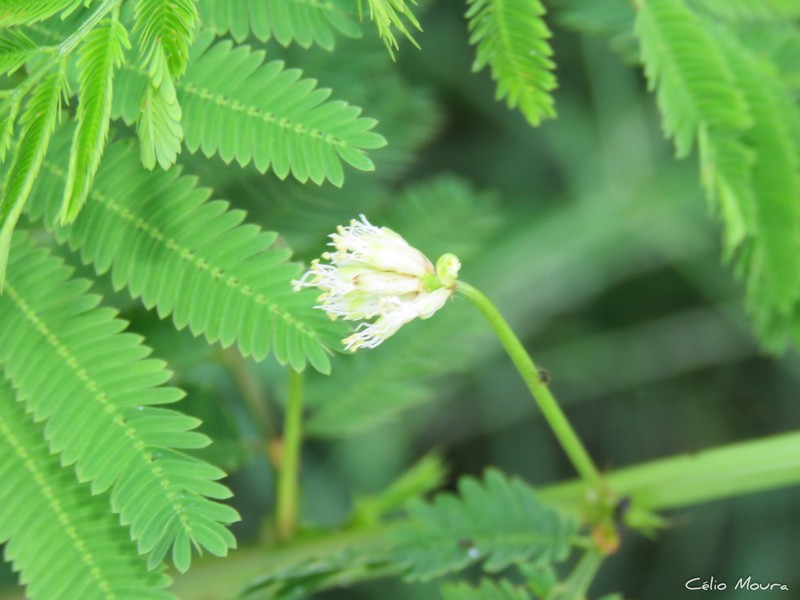 Slenderleaf Bundleflower photo 5