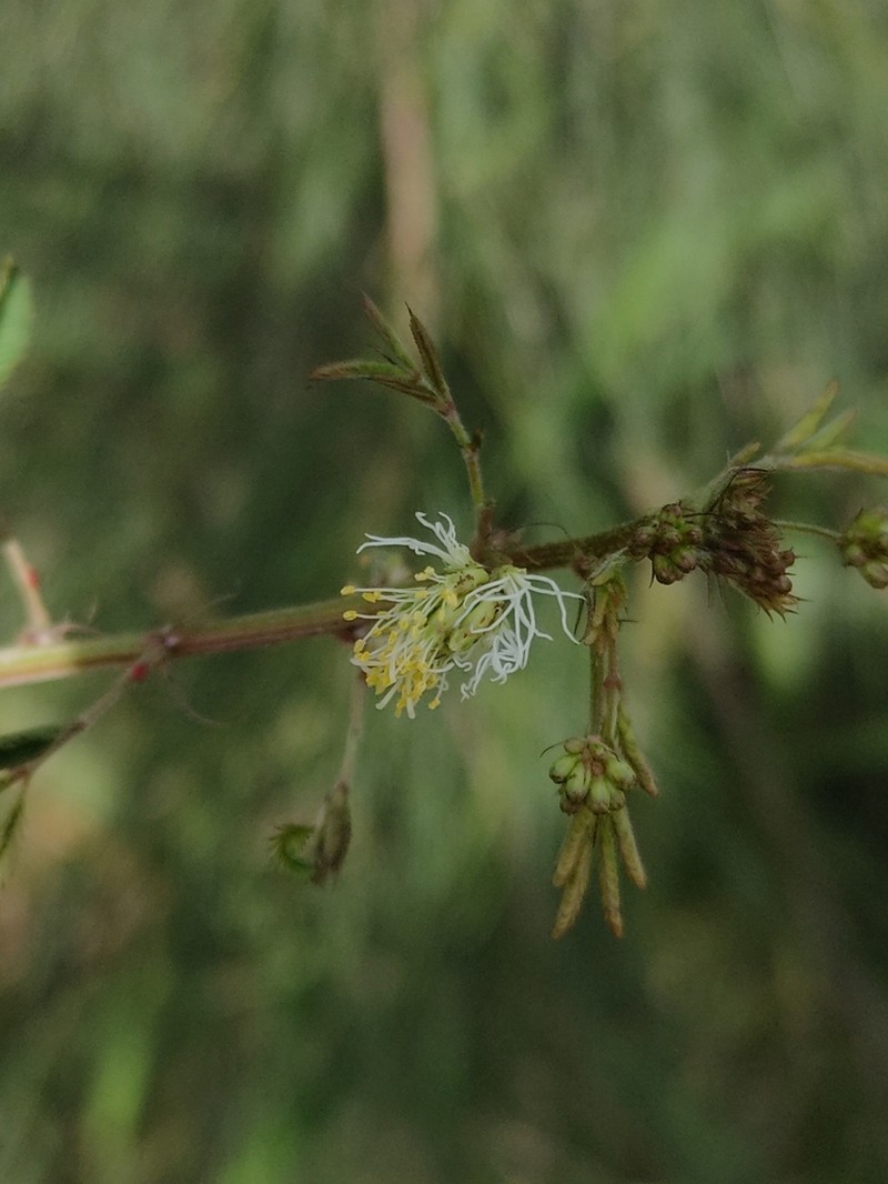 Slenderleaf Bundleflower photo 6