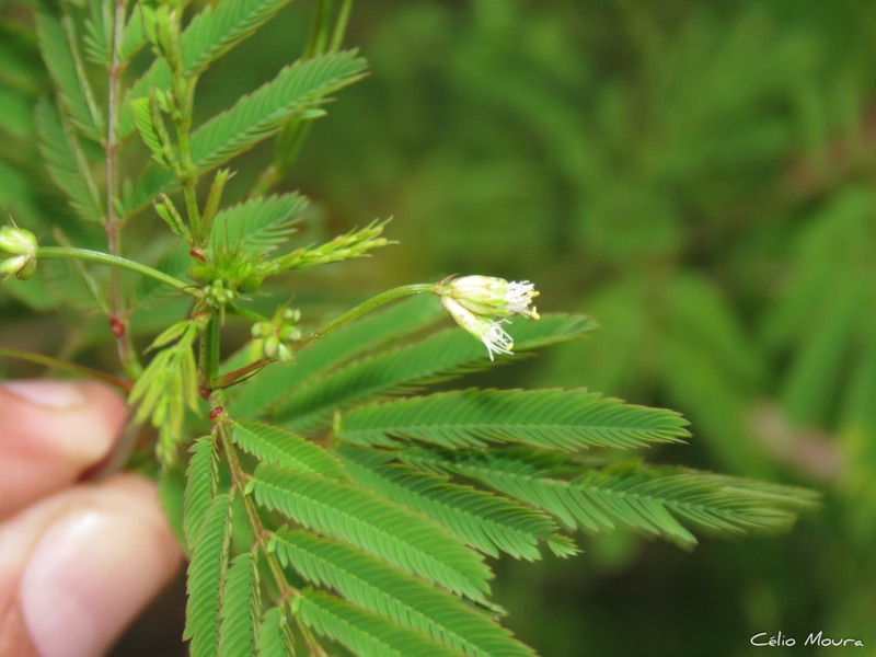 Slenderleaf Bundleflower photo 7