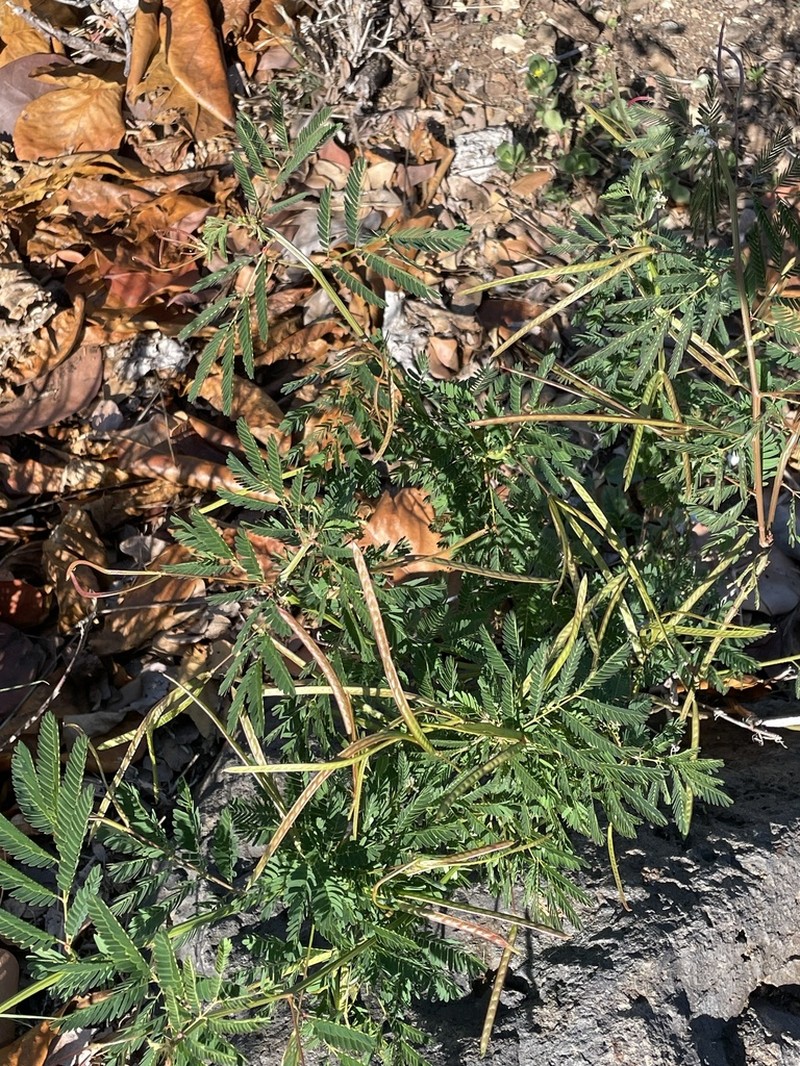 Pigeon Bundleflower