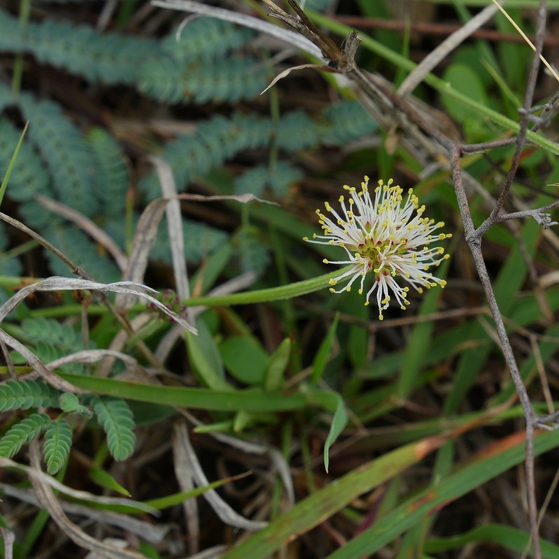 Netleaf Bundleflower