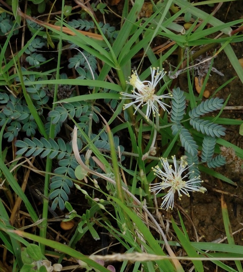 Netleaf Bundleflower photo 3