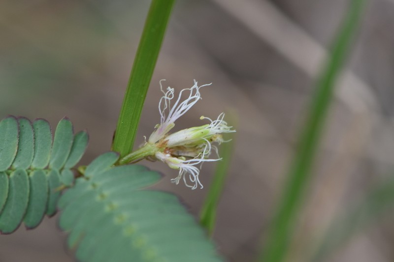 Dwarf Bundleflower
