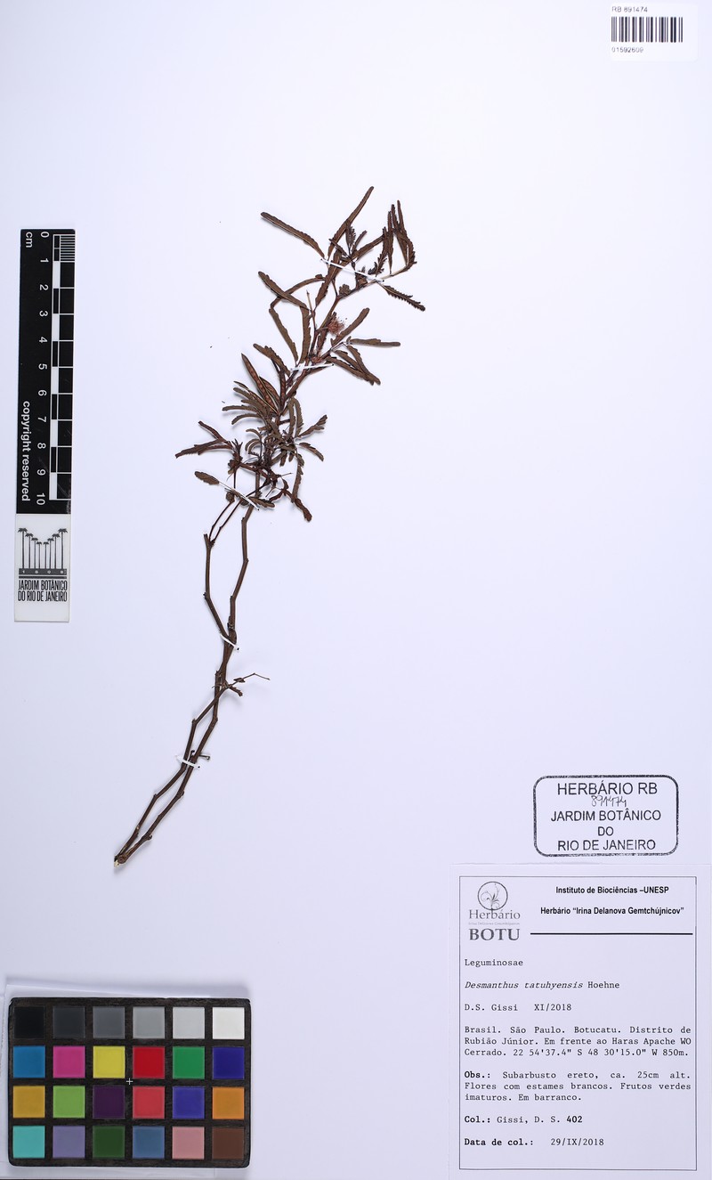Dwarf Bundleflower photo 3