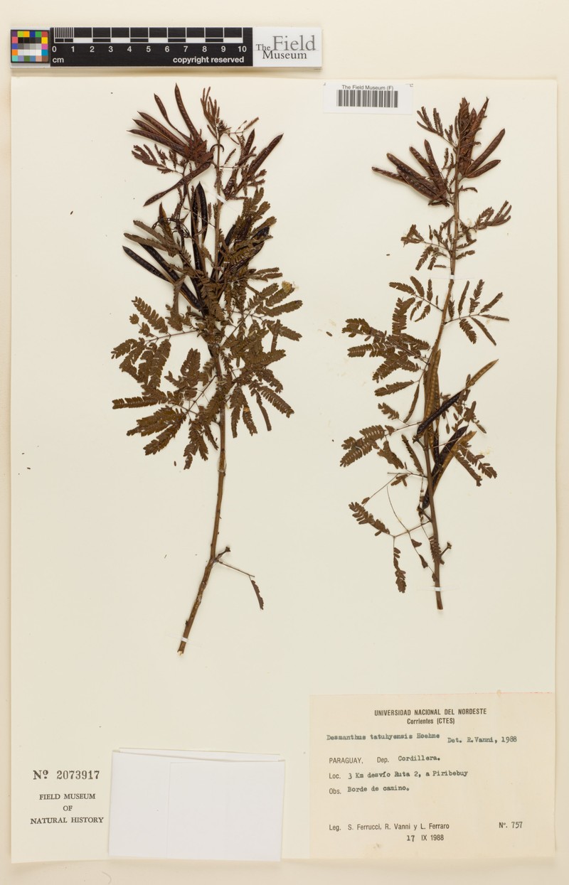 Dwarf Bundleflower photo 4