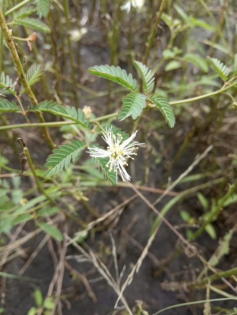 Wild Tantan photo 5