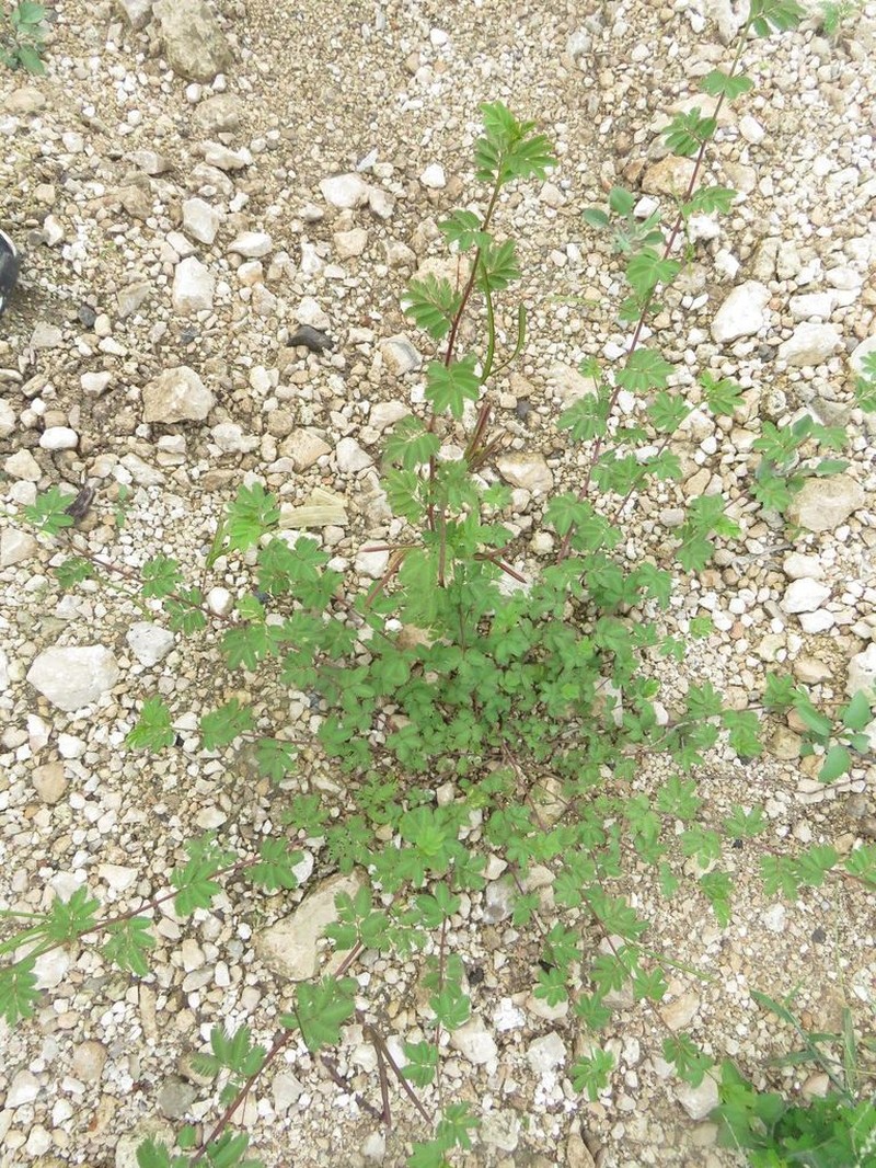 Wild Tantan photo 6