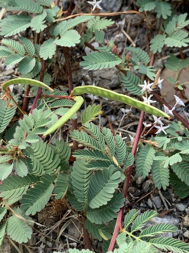 Wild Tantan photo 7
