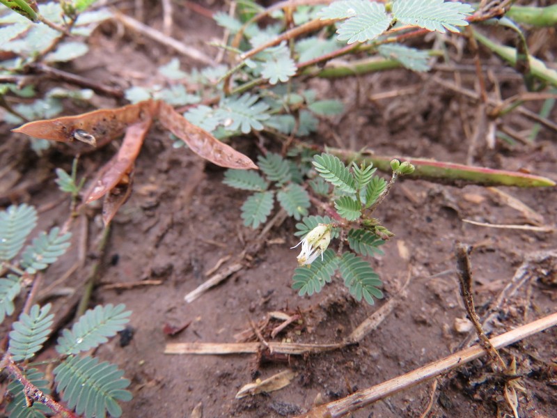 Wild Tantan photo 8