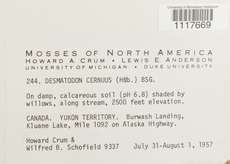 Desmatodon Moss photo 2