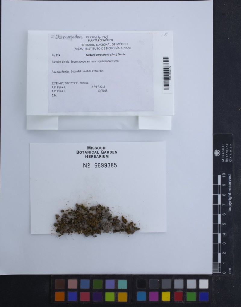 Convolute Desmatodon Moss