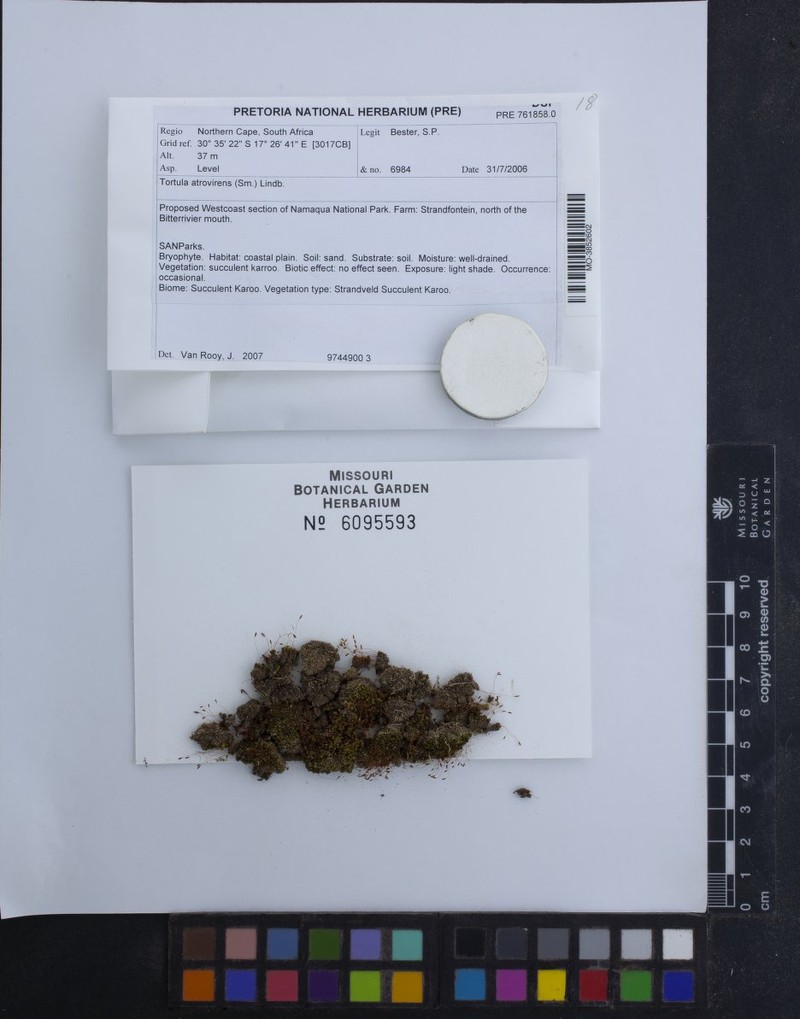 Convolute Desmatodon Moss photo 2