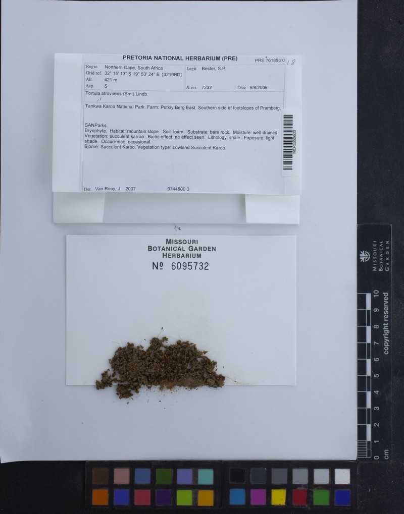 Convolute Desmatodon Moss photo 3