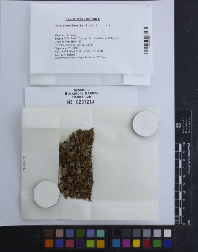 Convolute Desmatodon Moss photo 6