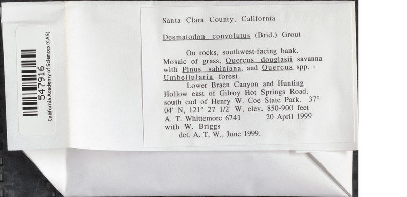 Convolute Desmatodon Moss photo 7