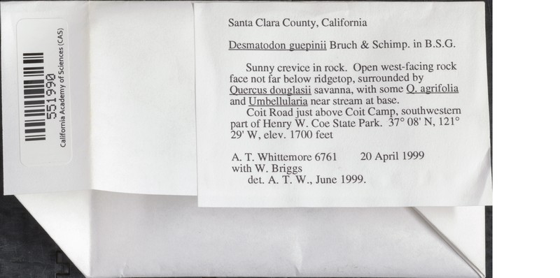 Guepin's Desmatodon Moss photo 2