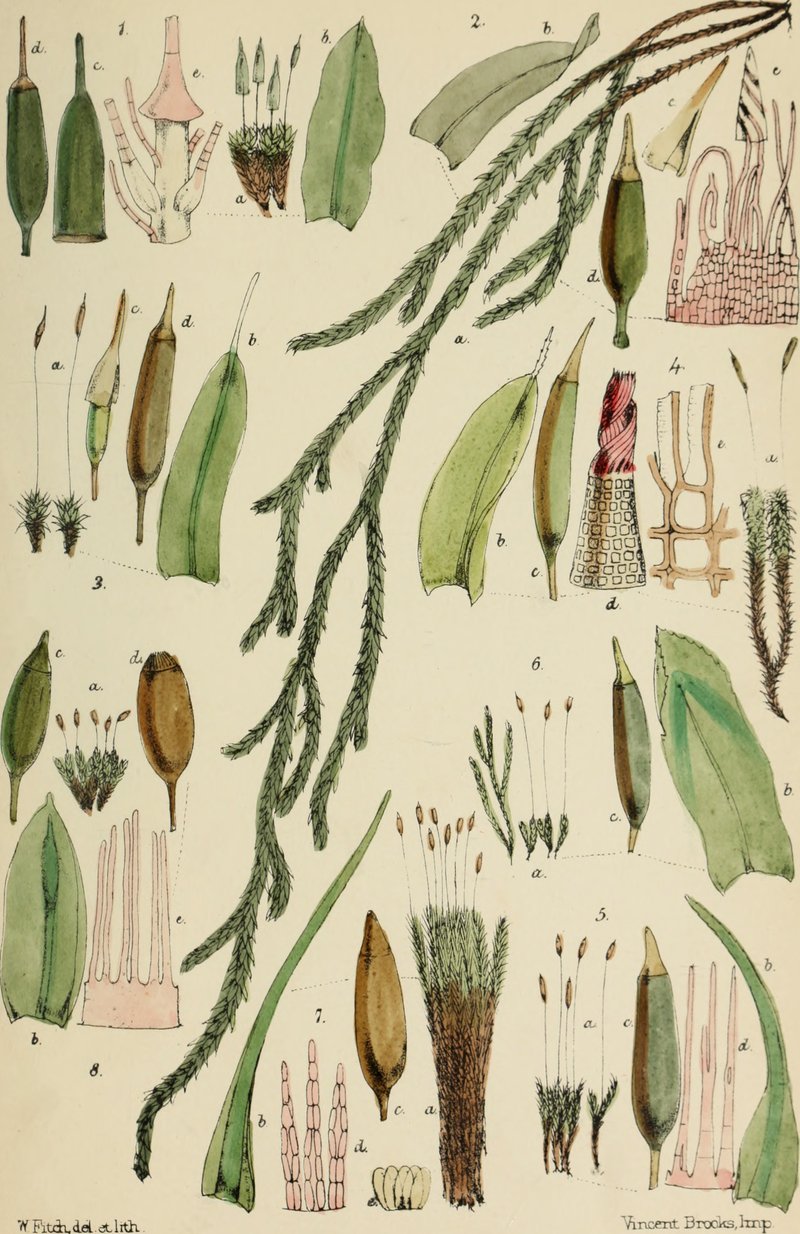 Heim's Desmatodon Moss