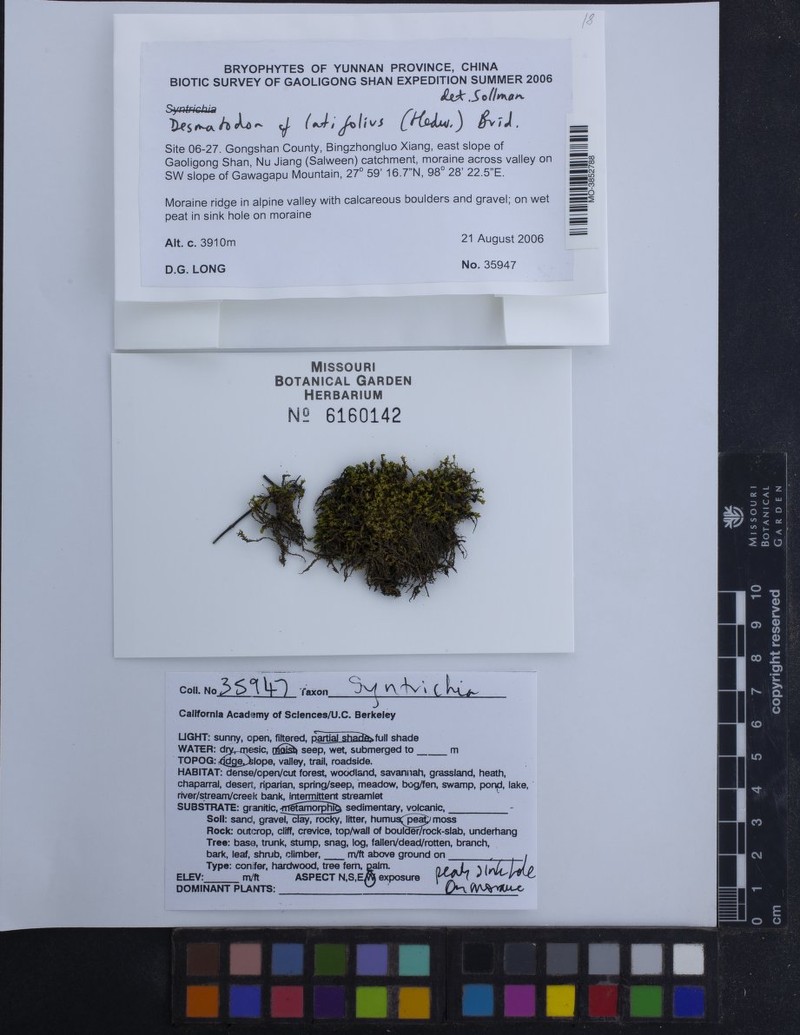Wideleaf Desmatodon Moss photo 3