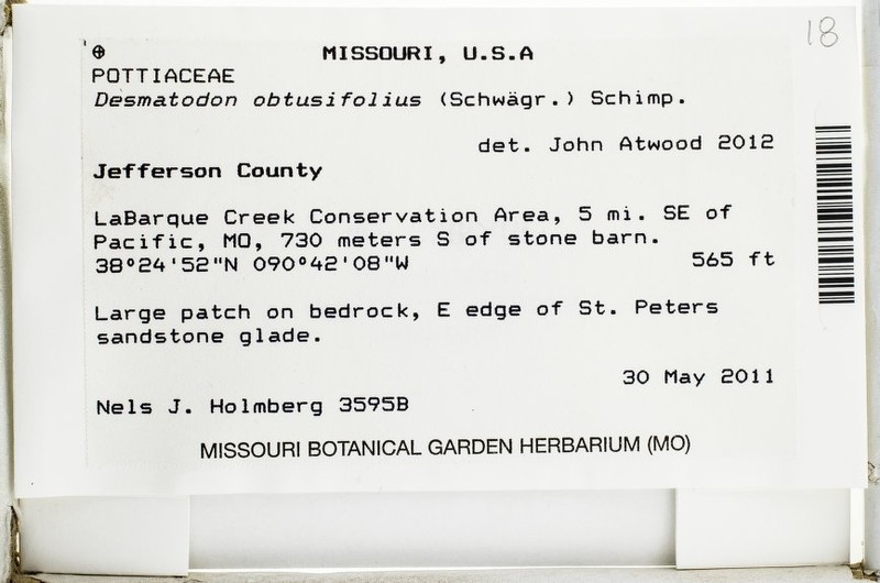 Obtuseleaf Desmatodon Moss photo 2