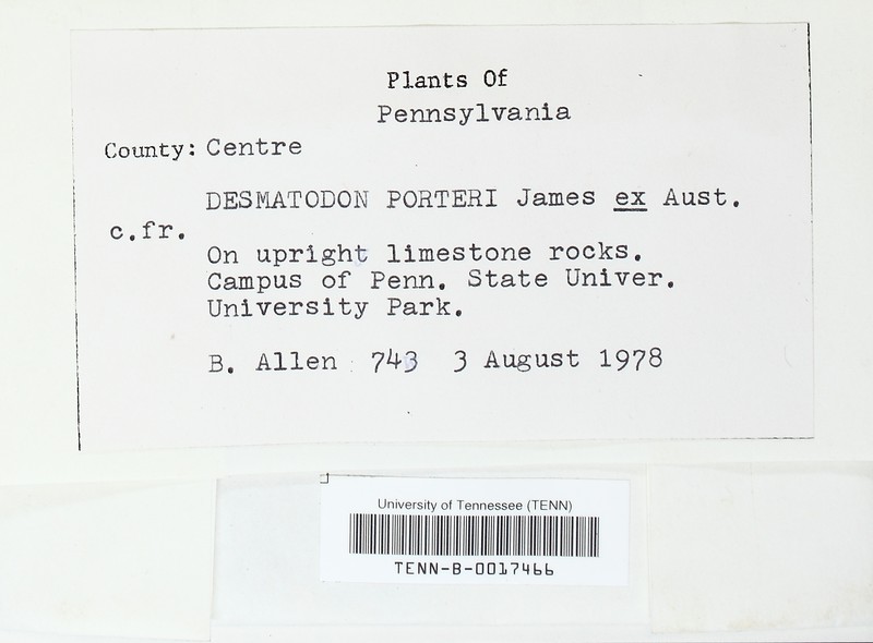 Porter's Desmatodon Moss photo 3