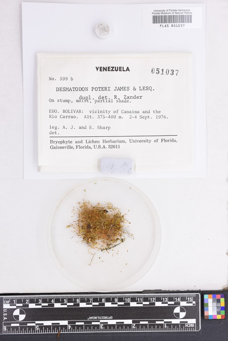Porter's Desmatodon Moss photo 6