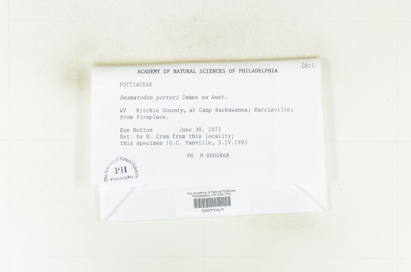 Porter's Desmatodon Moss photo 7