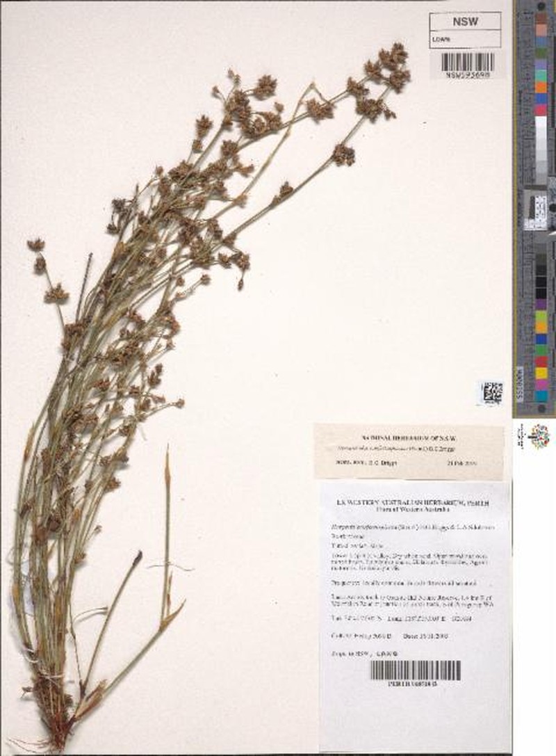 Desmocladus confertospicatus