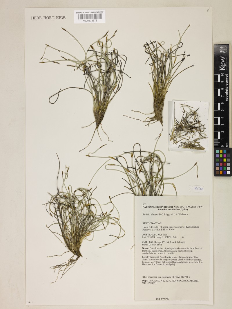 Desmocladus eludens