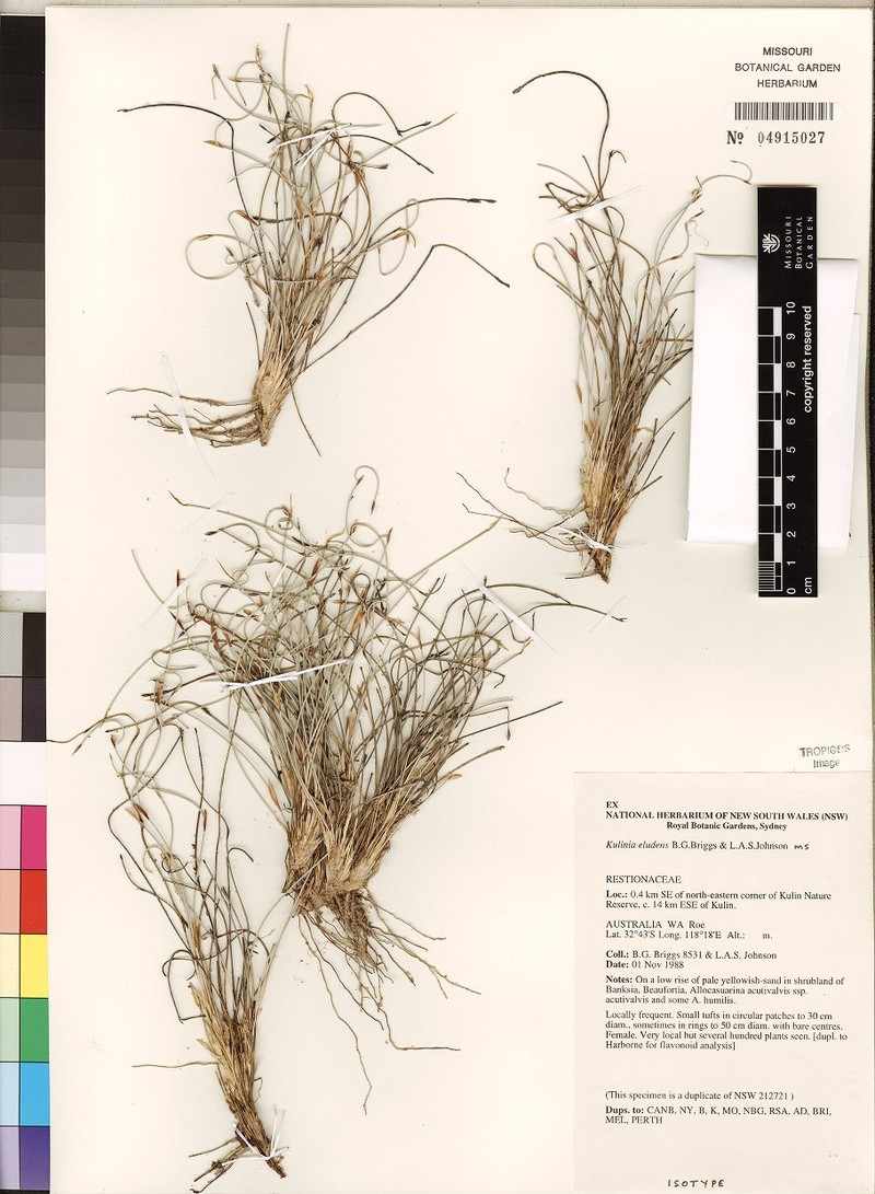 Desmocladus eludens photo 2