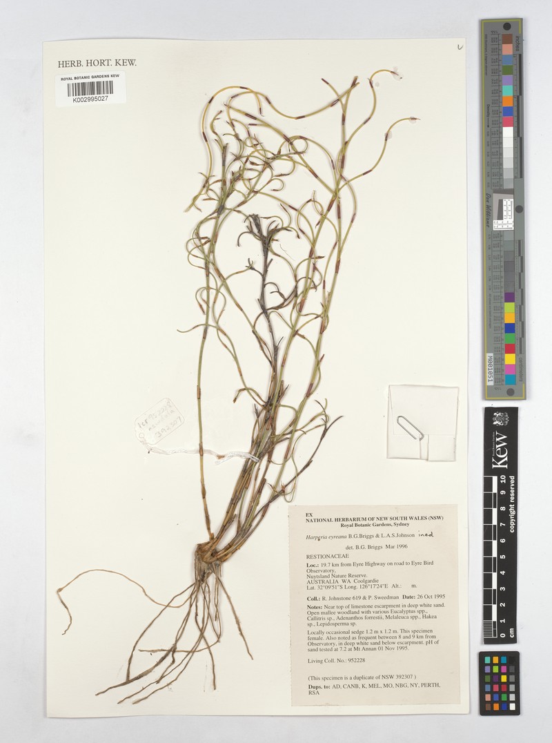 Desmocladus eyreanus